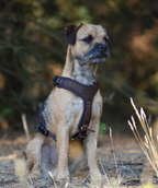 Niggeloh Follow LIGHT bruin XS – aan de hond vrijstaand