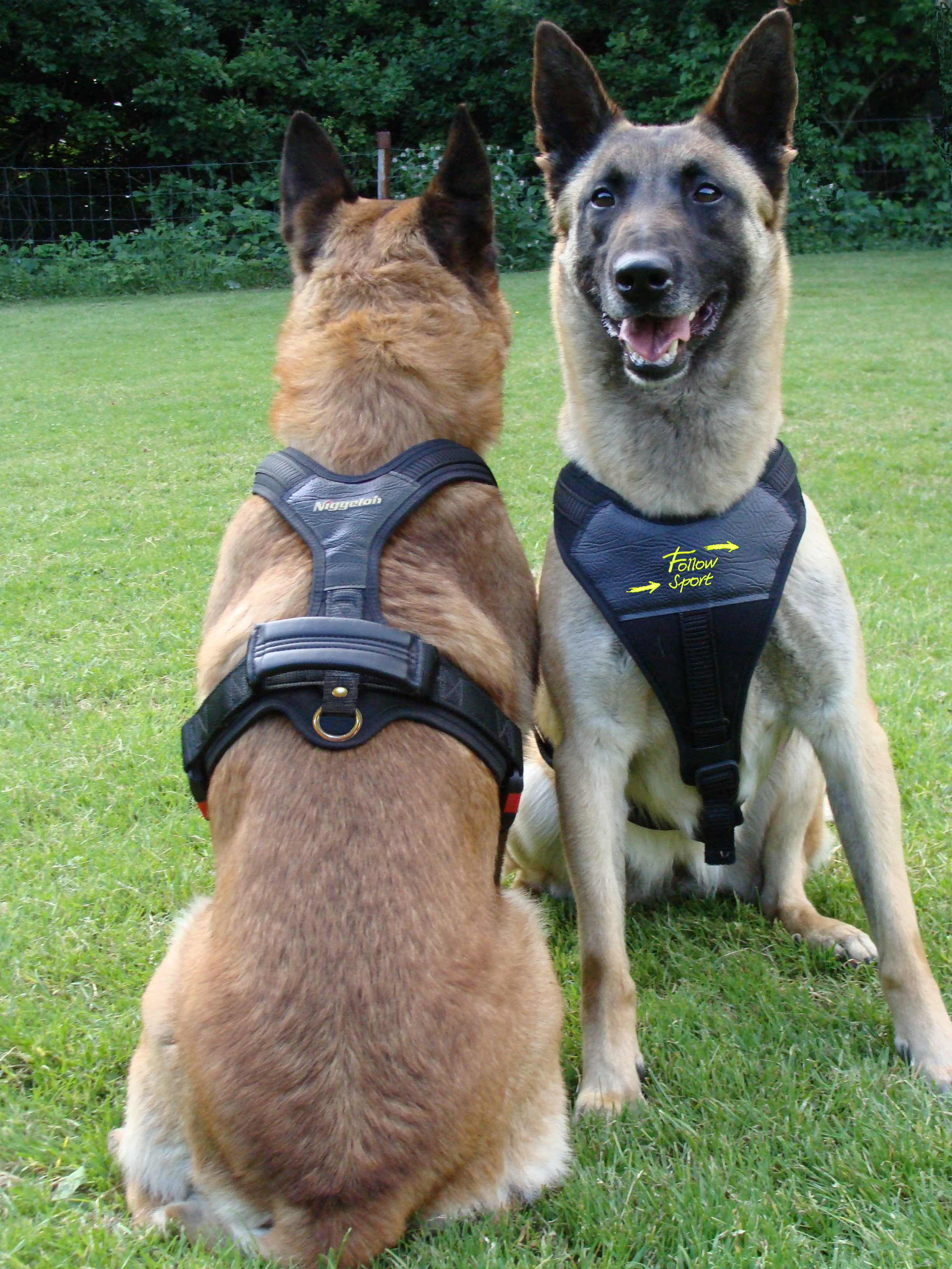 Niggeloh Harnas Follow Sport