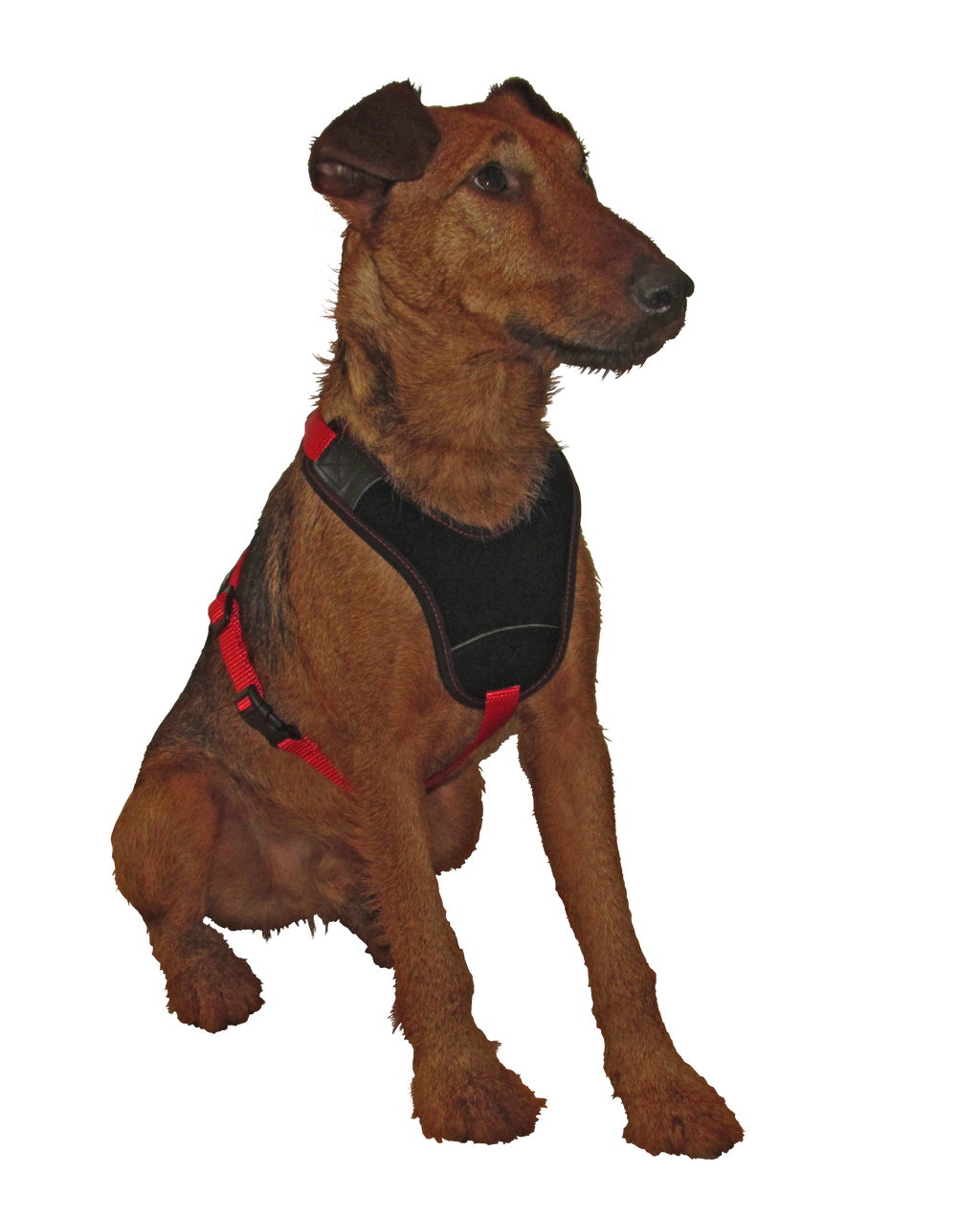 Niggeloh Harnas Follow Start