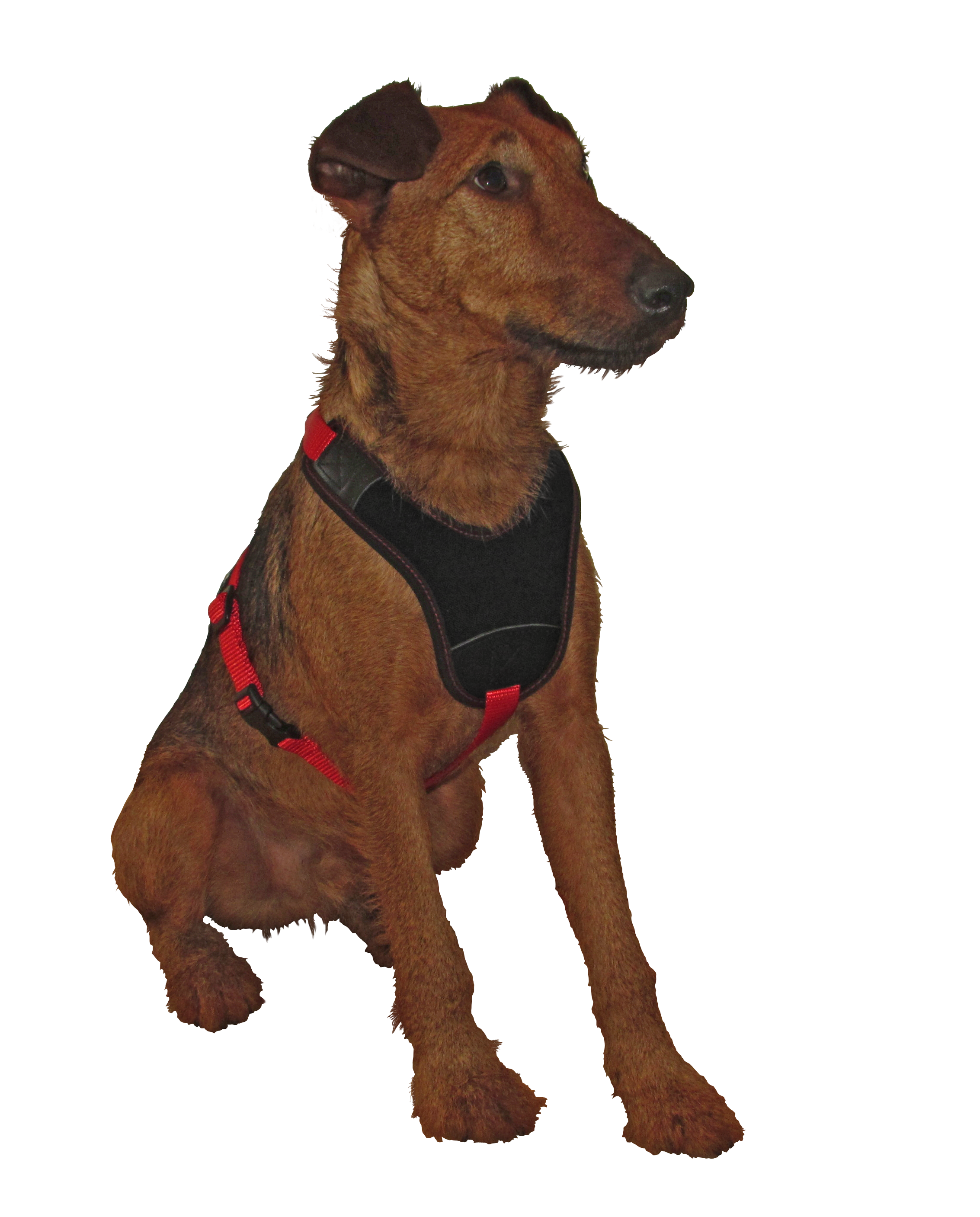 Niggeloh Harnas Follow Start