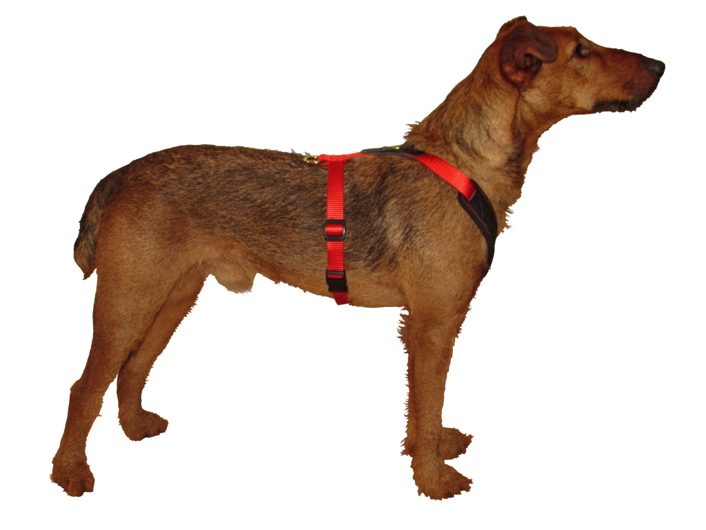 Niggeloh Harnas Follow Start