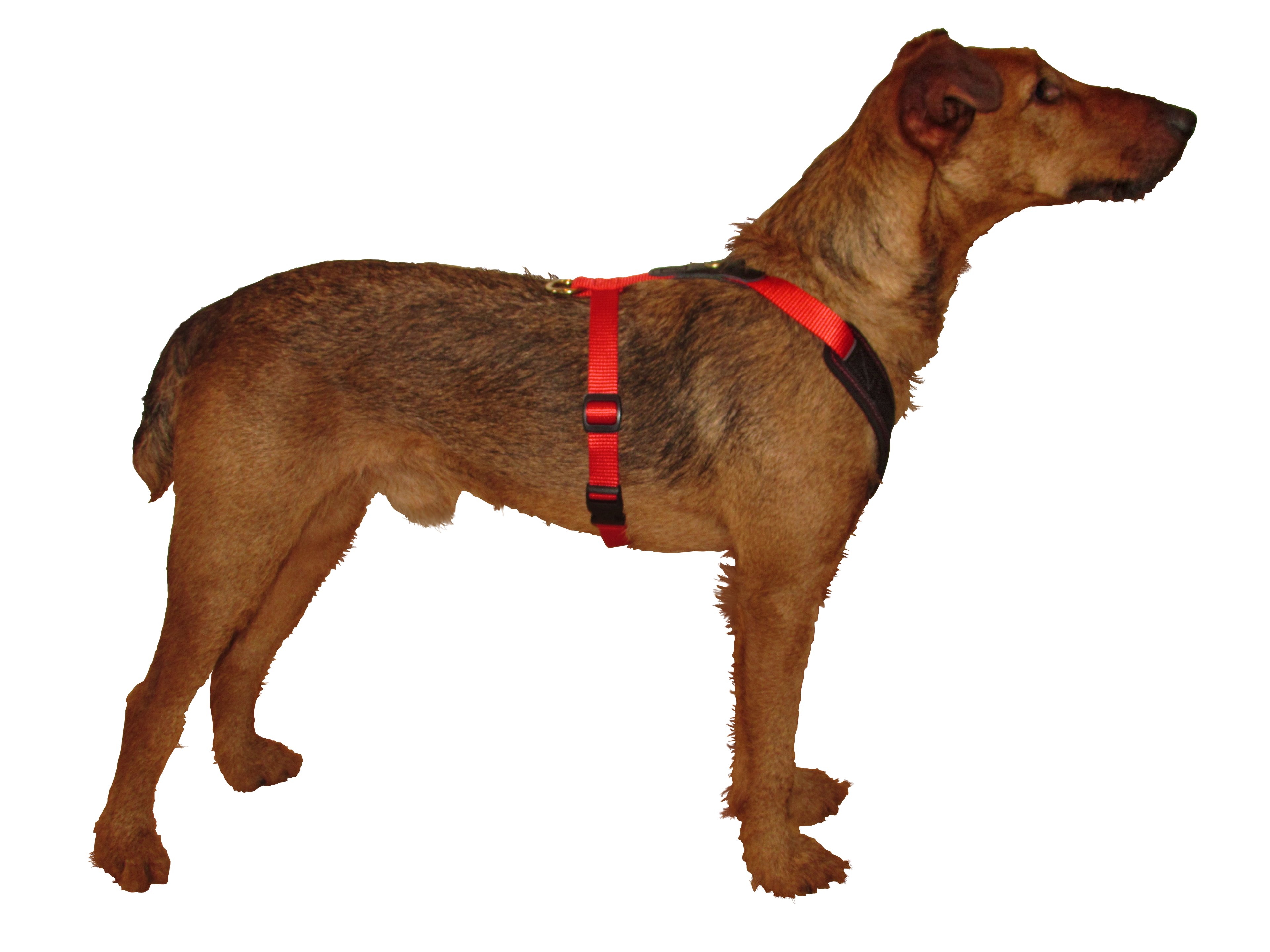 Niggeloh Harnas Follow Start