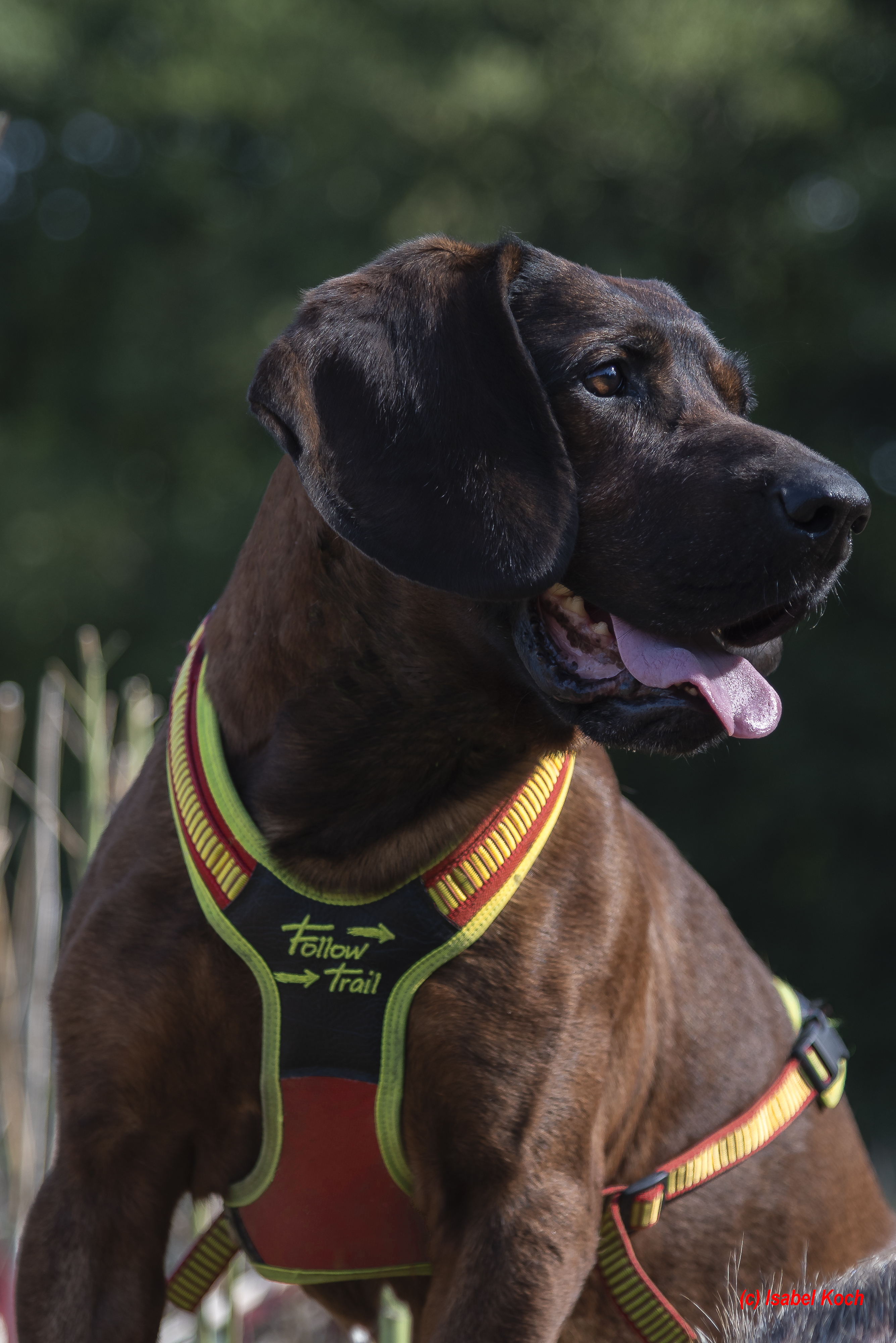 Niggeloh Zweet Harnas Follow TRAIL