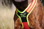Niggeloh Follow TRAIL rood-geel – zijkant volledig