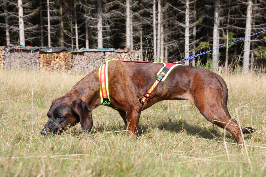 Niggeloh Zweet Harnas Follow TRAIL