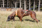 Niggeloh Follow TRAIL harnas – detailopname borstriem