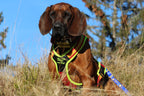Niggeloh Follow TRAIL rood-geel maat M – actiefoto