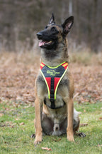 Niggeloh Follow Sport PLUS harnas – actiefoto aan de hond