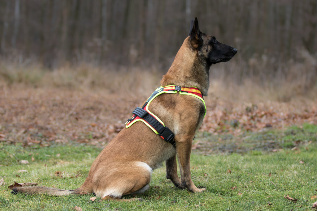 Niggeloh Harnas Follow Sport Plus