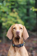 Niggeloh NOBLE halsband – aan de hond actiefoto