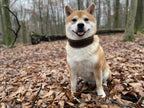 Niggeloh Fashion Leer halsband bruin maat S – aan de hond