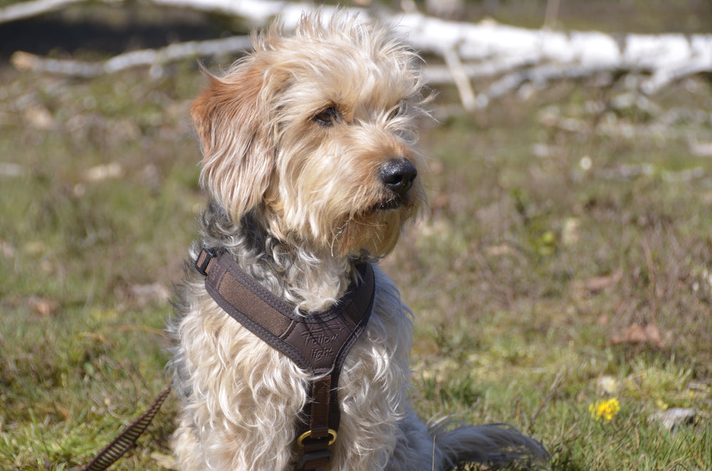 Niggeloh Follow LIGHT harnas aan de hond – actiefoto buiten