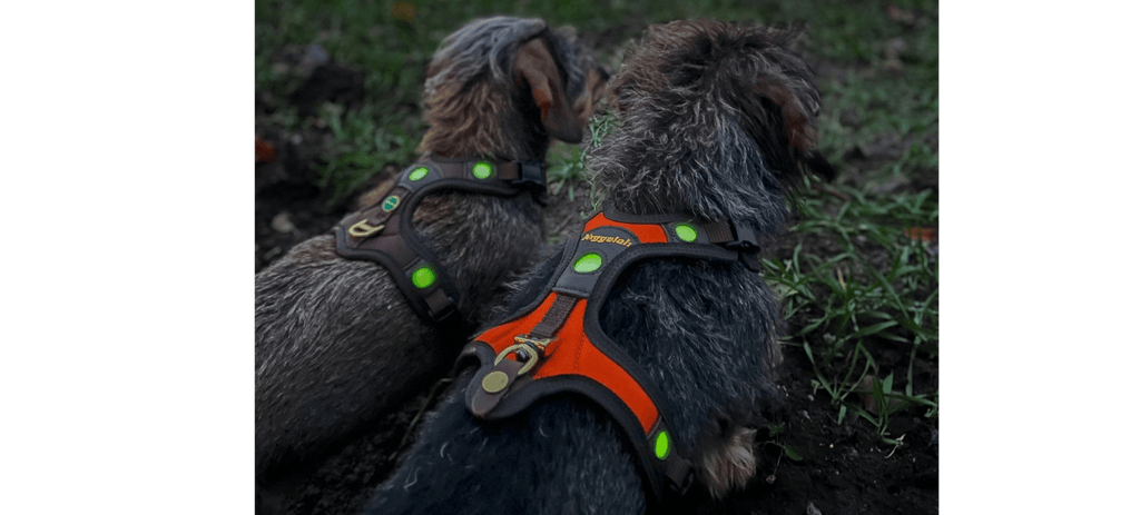 Niggeloh Zweet Harnass Follow Light LICHTBLICK