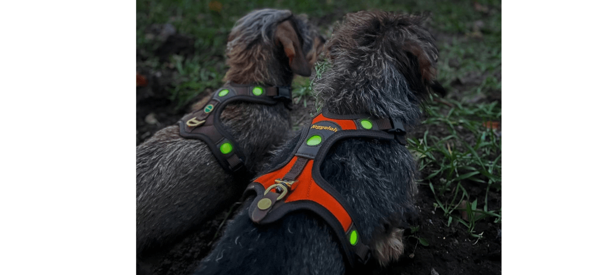 Niggeloh Zweet Harnass Follow Light LICHTBLICK