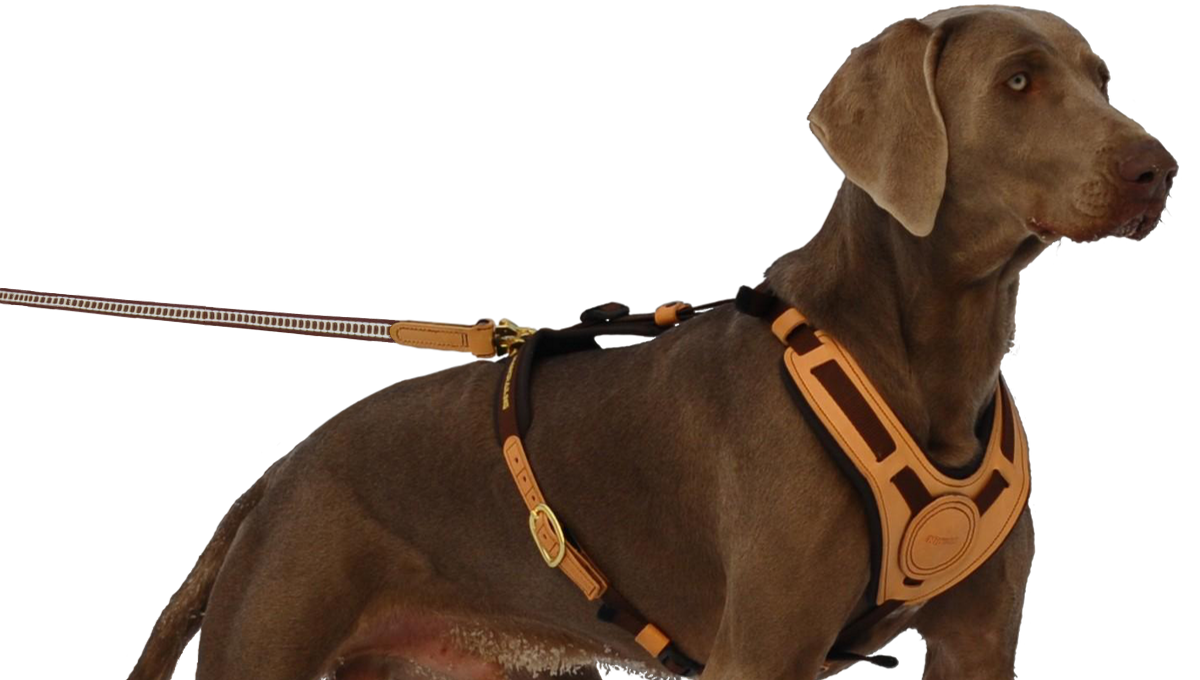 Niggeloh Mantrailing Lijn 15mm x 6M