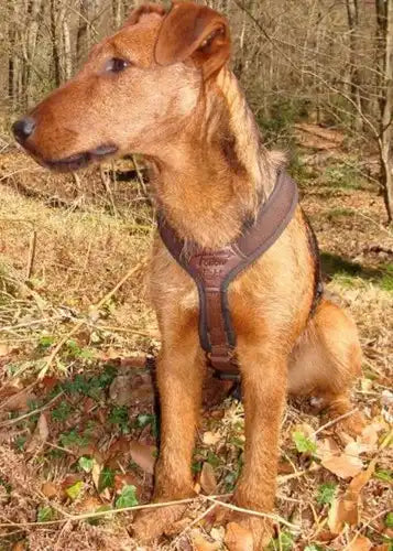 Niggeloh Zweet Harnass Follow Light